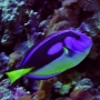 Tang Hepatus gr