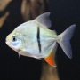 Pacu cadete