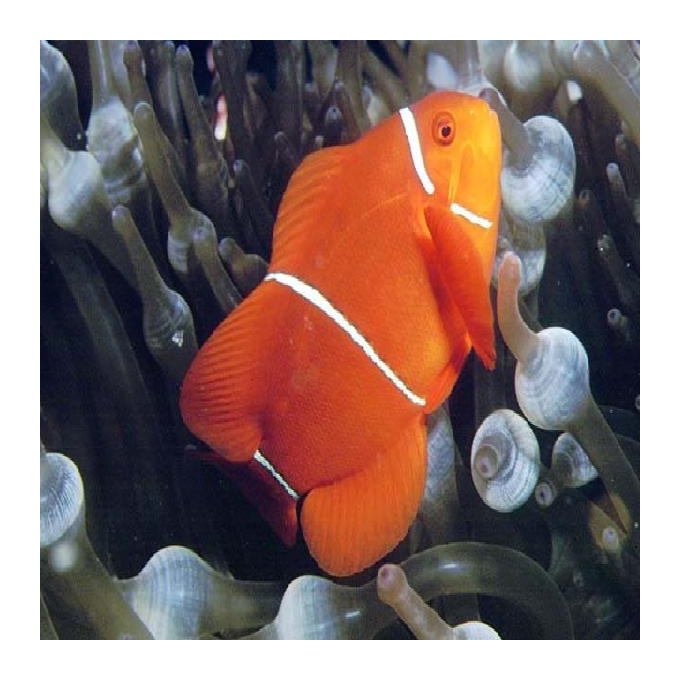 Palhaço Maroon Gold GR