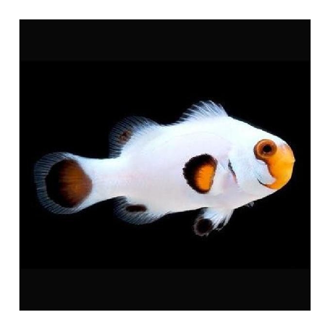 Palhaço Ocellaris White