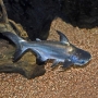 Pangasius comun pq