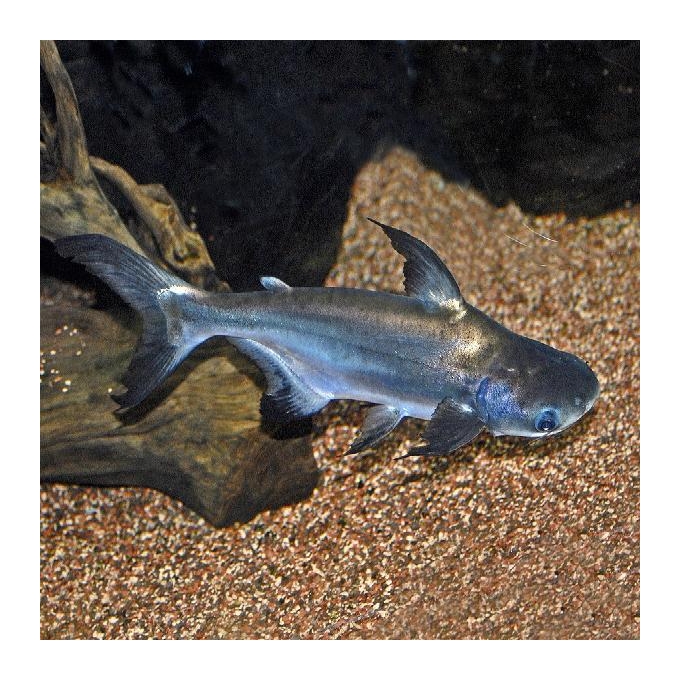Pangasius comun pq