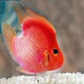 Papagaio purple calda love