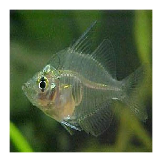 Peixe vidro transparente