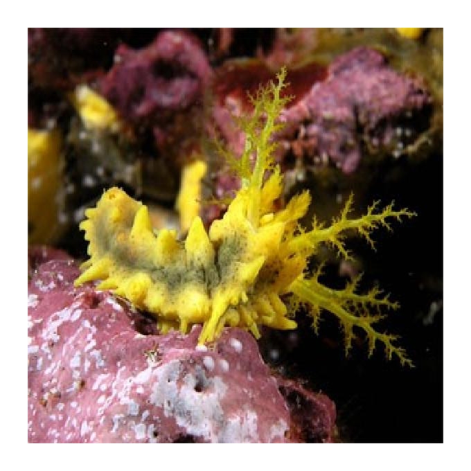 Pepino Cucumber Yellow