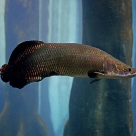 Pirarucu 22 Cm