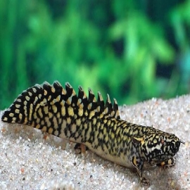 Polypterus Ornatipinus 18Cm