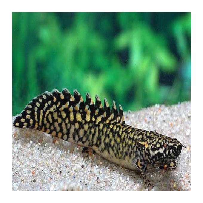 Polypterus Ornatipinus 18Cm