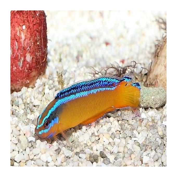 Pseudochromis neon arabian