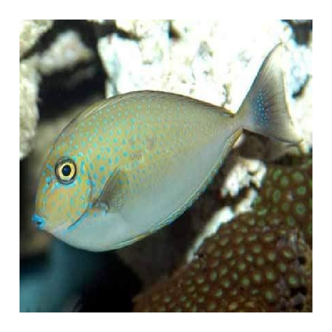 Tang Naso Unicornio md