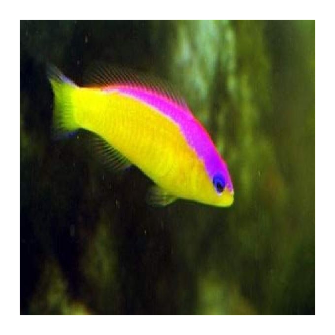 Pseudochromis diadema