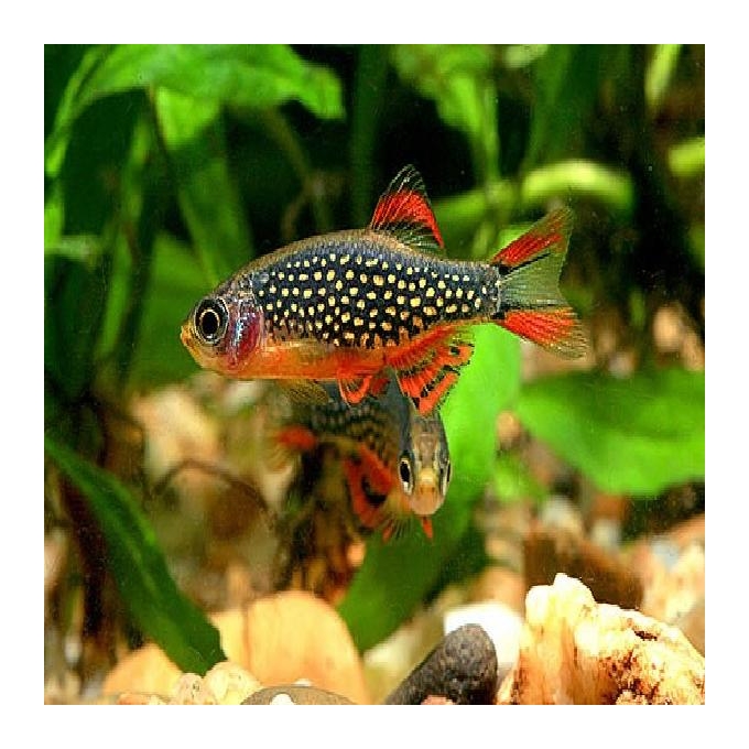 Rasbora galaxy