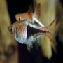 Rasbora harlequin