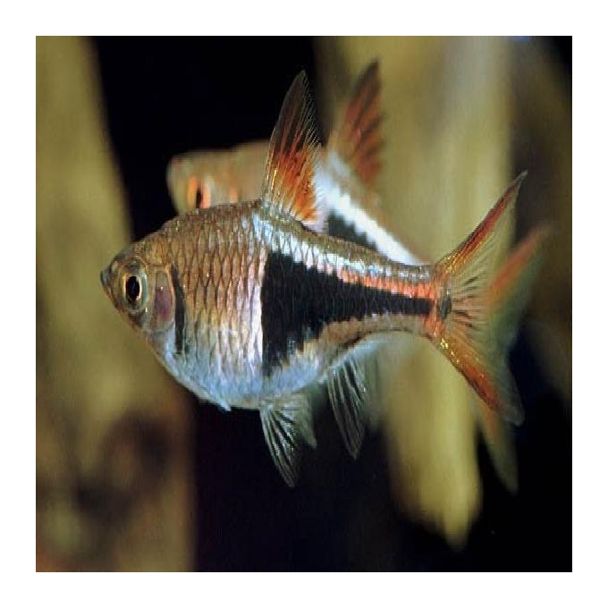 Rasbora harlequin