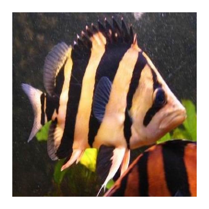 datnioides microlepis pq