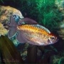 Tetra do congo albino