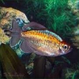 Tetra do congo albino