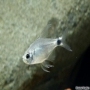 Tetra elachys