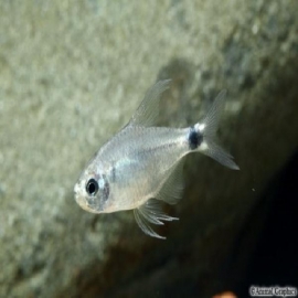 Tetra elachys