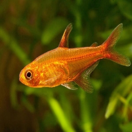Tetra foguinho gold
