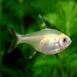 Tetra glow light albino p