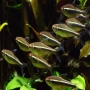 Tetra neon chocolate