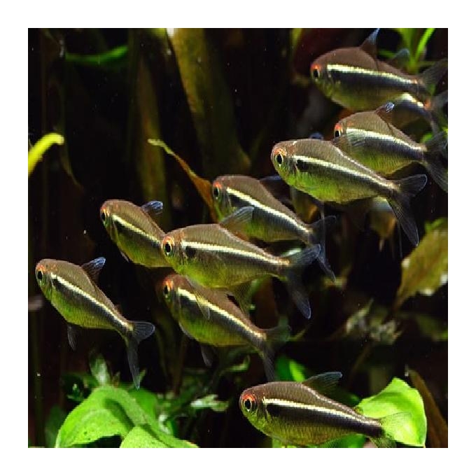 Tetra neon chocolate