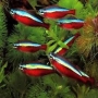 Tetra neon innesi gr