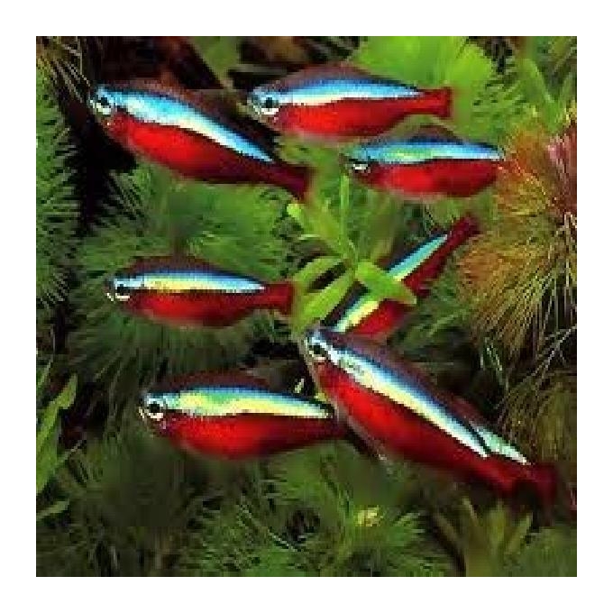 Tetra neon innesi gr