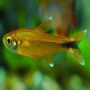 Tetra silver tip pq