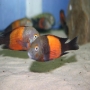 Cicl Tropheus Bemba Red Md