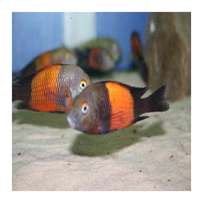 Cicl Tropheus Bemba Red Md