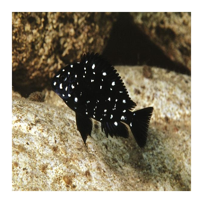 Cicl Tropheus Duboise Peq