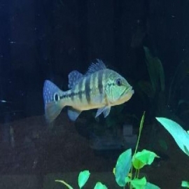 Tucunare borboleta 15cm