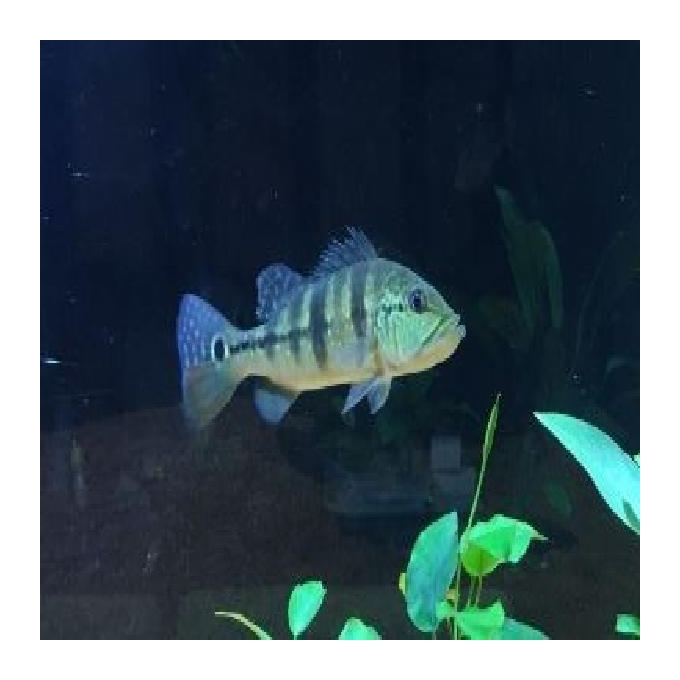 Tucunare borboleta 15cm