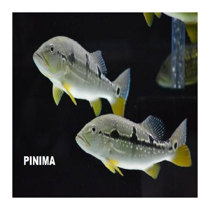 Tucunare Pinima 30cm