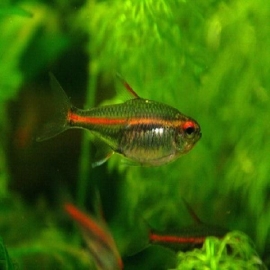 TETRA GLOW LIGHT PQ