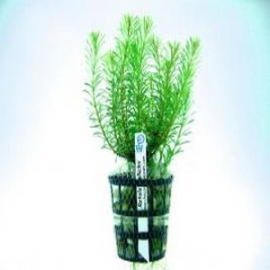 Planta n rotala wallichii tk