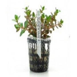 Planta n rotala sp butterfly tk