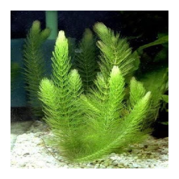 Planta n rabo de raposa