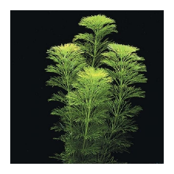 Planta N Pinheirinho vaso