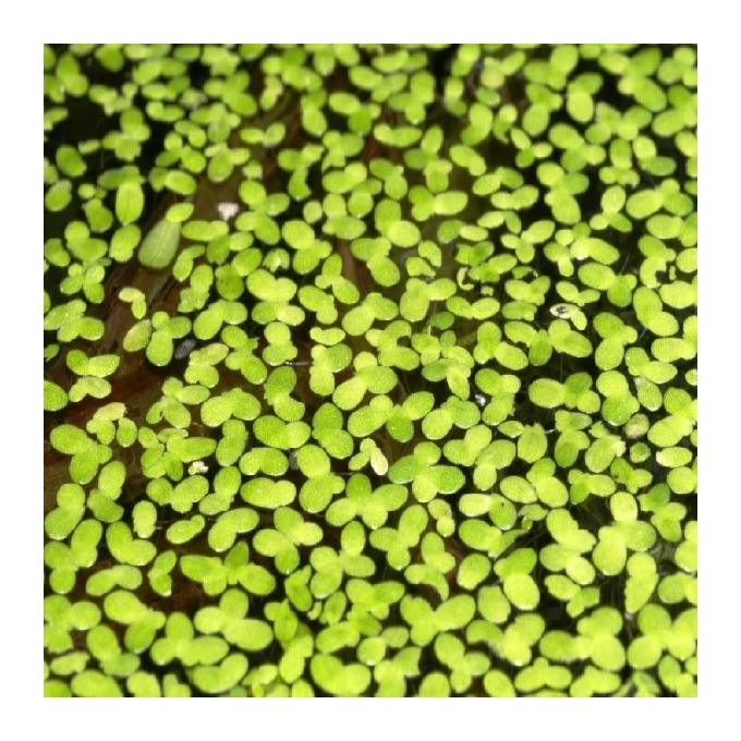 Planta n phyllanthus fluitans tk porcao