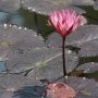 Planta N Nynfeia Rubra