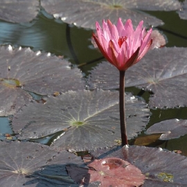 Planta N Nynfeia Rubra