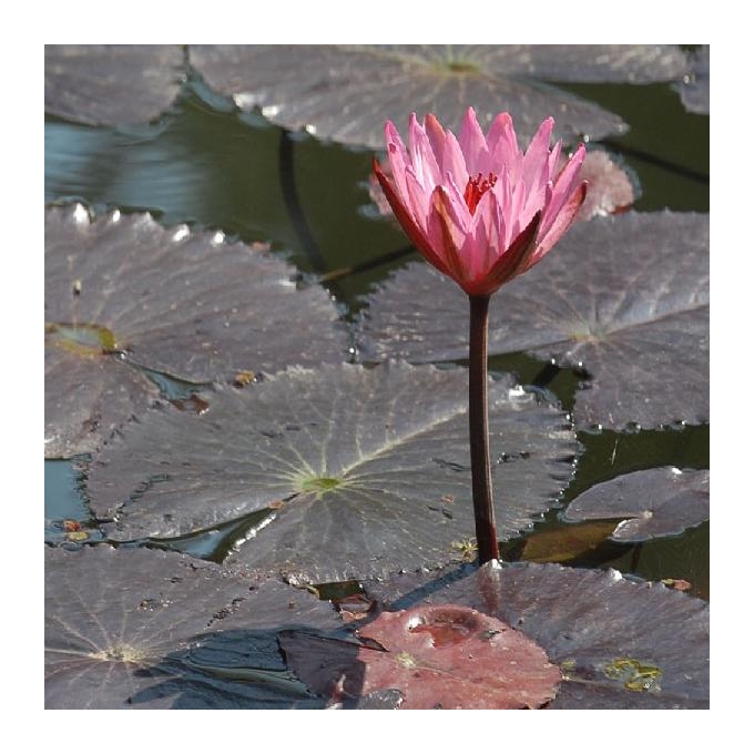 Planta N Nynfeia Rubra