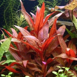 Planta n lilacina