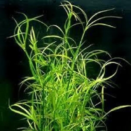 Planta n juncus repens tk