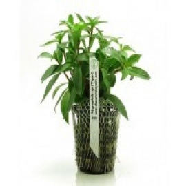 Planta n hygrophyla sp tiger tk