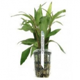 Planta n hygrophyla sp pantanal tk