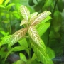 Planta N Hygrophyla Rosanervis